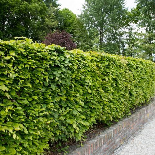 Rijzenburg in het groen